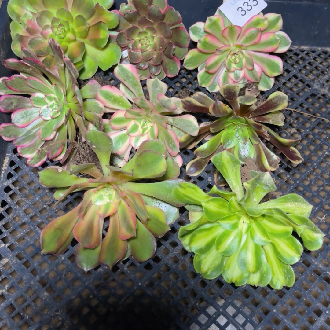 333法师锦多肉荔枝组合8颗