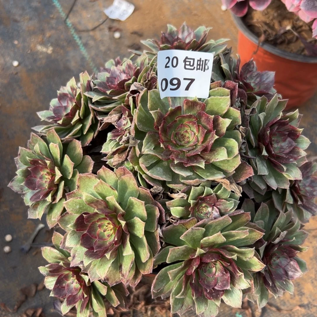 097红丝绒，满20包邮嘟叮熊