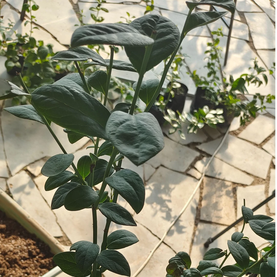 {F6蓝莓} 中钵 一颗绿植新手友好很好种室内阳台庭院