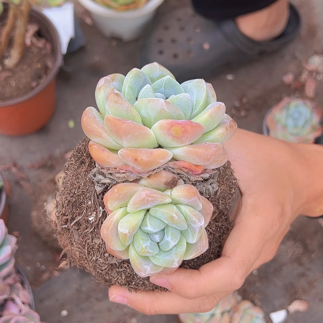 双头起冰玉玉蝴蝶四盆