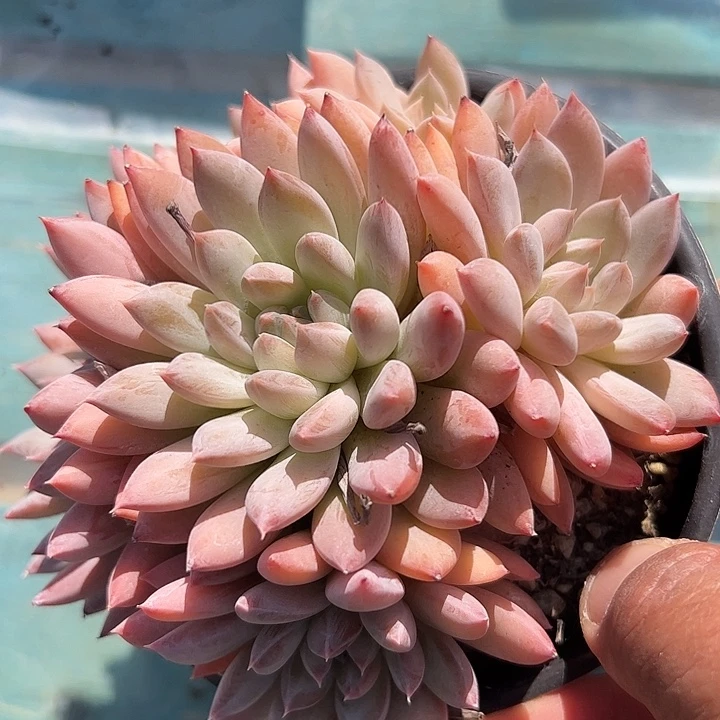 美人月影杂交捧花