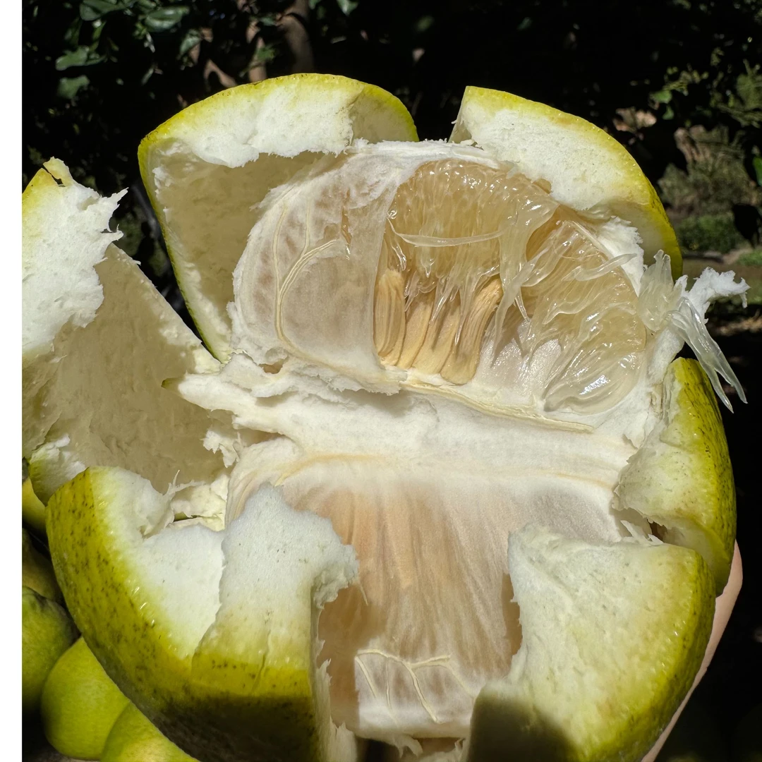 【果园现摘现发50斤装】正宗梅州沙田柚纯甜孕妈妈新鲜当季水果