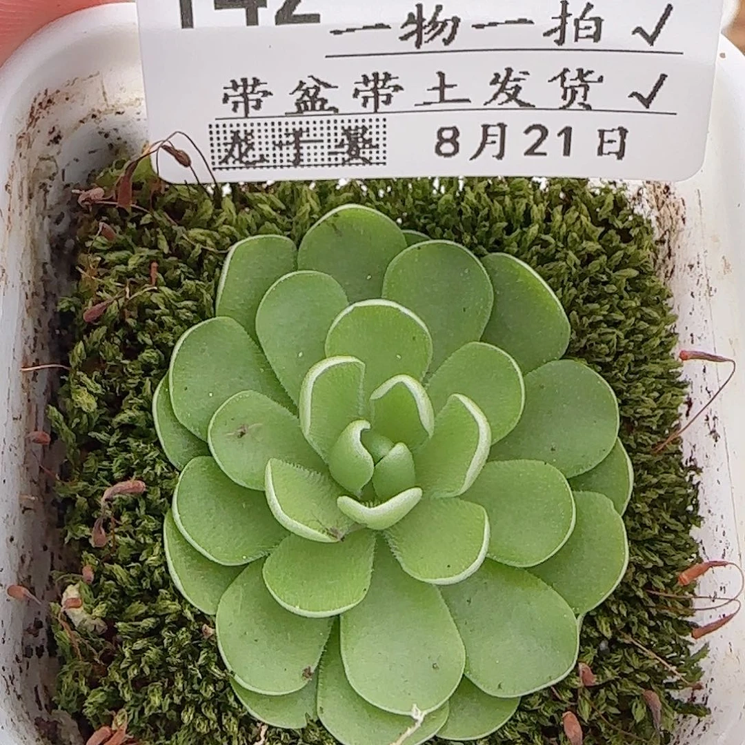多肉0821-142爱丽丝捕虫堇