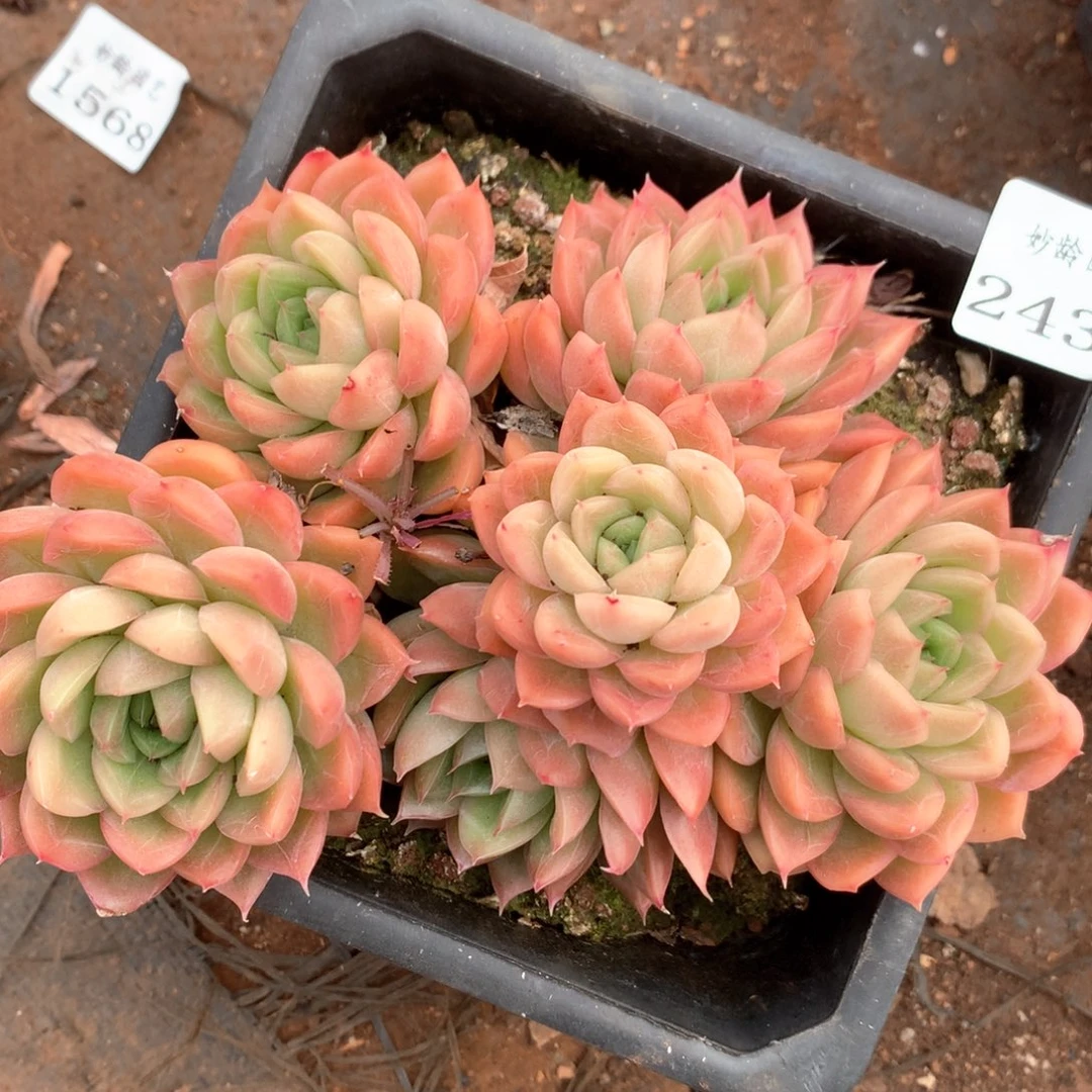 小*儿2433不包整散杂交