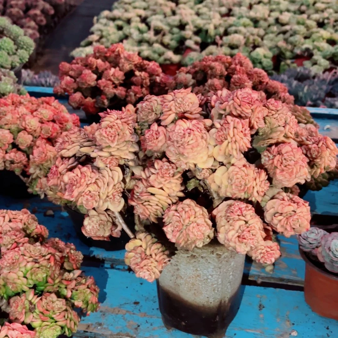 蜡牡丹大群一颗发货