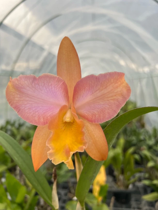 卡特兰 糖果色 小花型 彩虹桥