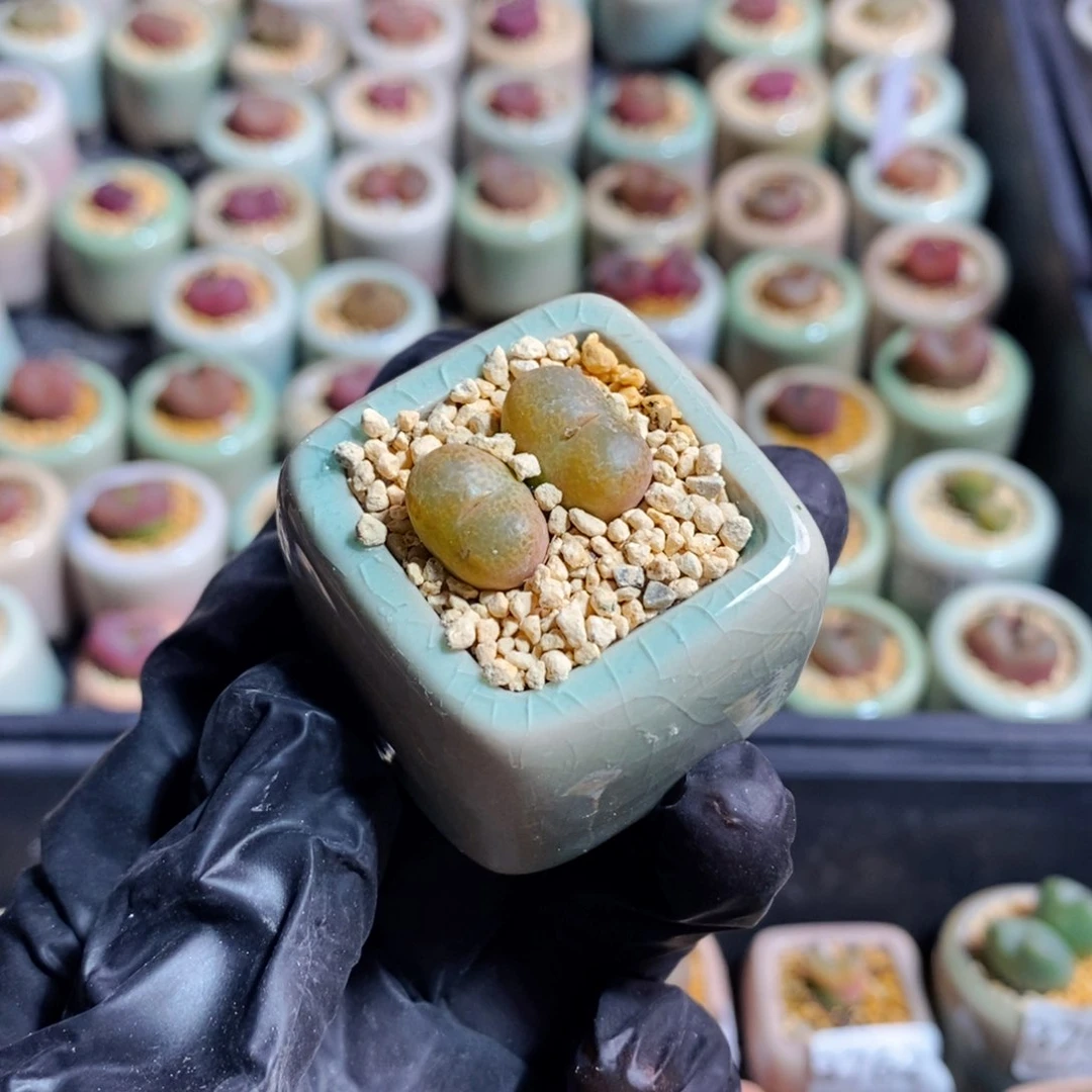 3859-一物一拍 带盆