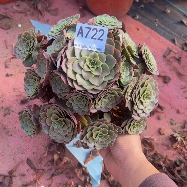 万圣节多肉植物722.
