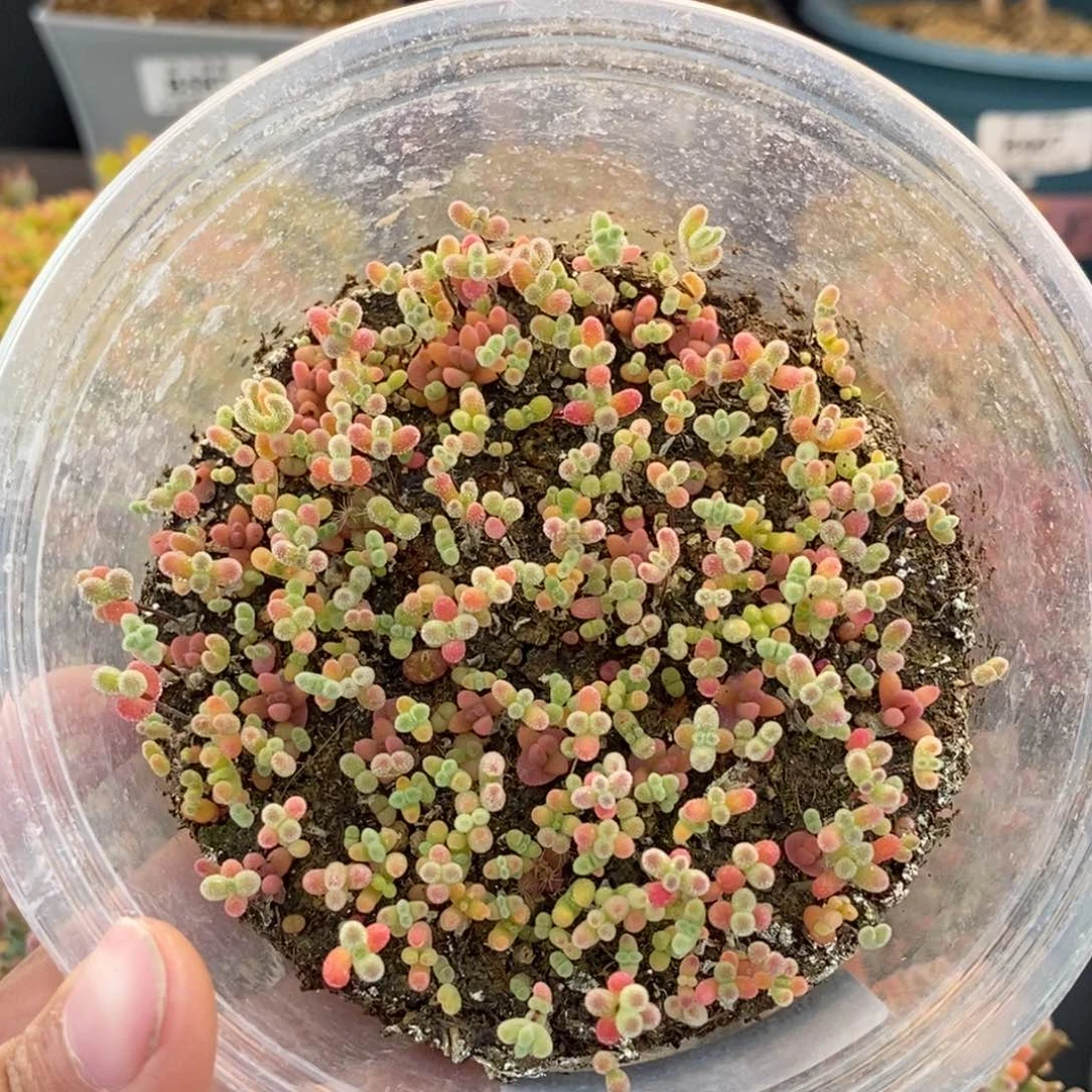 875切糕混合 。