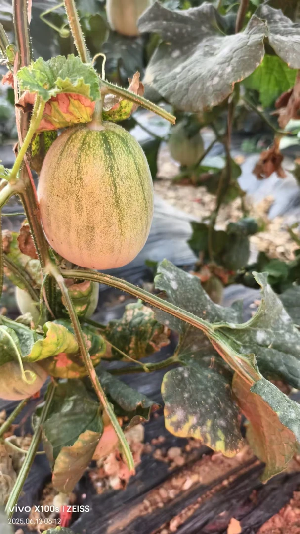 （娟子大食堂）新鲜采摘脆香甜小瓜