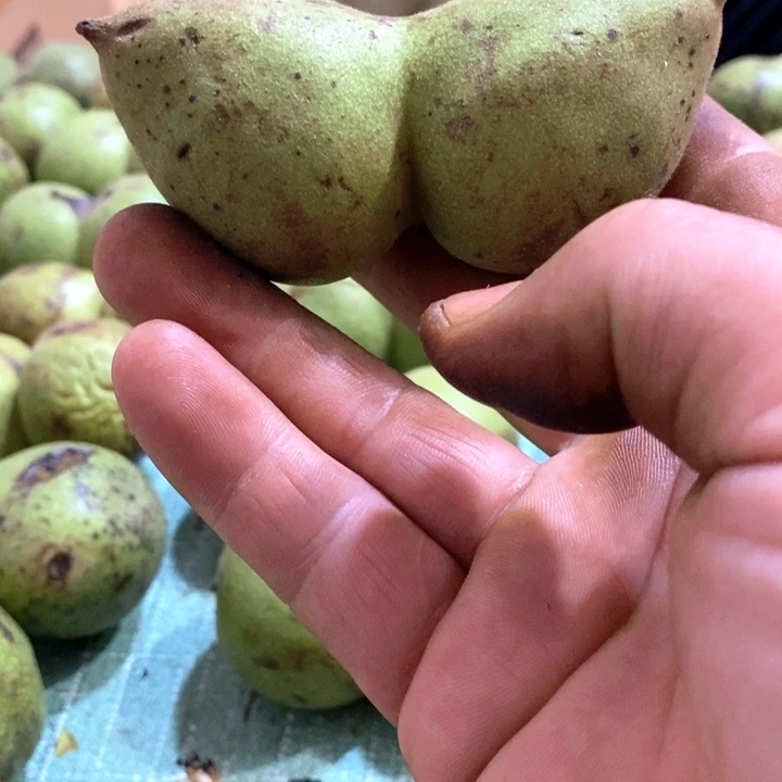 把件文玩核桃胖*