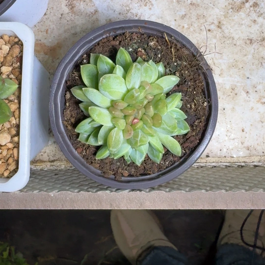 水晶萝莉 叶插 一物一拍