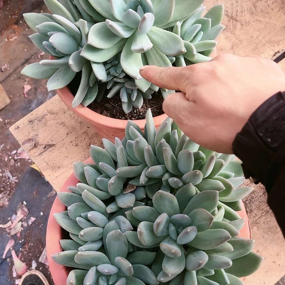 零**度海洋之谜缀2个56多肉植物