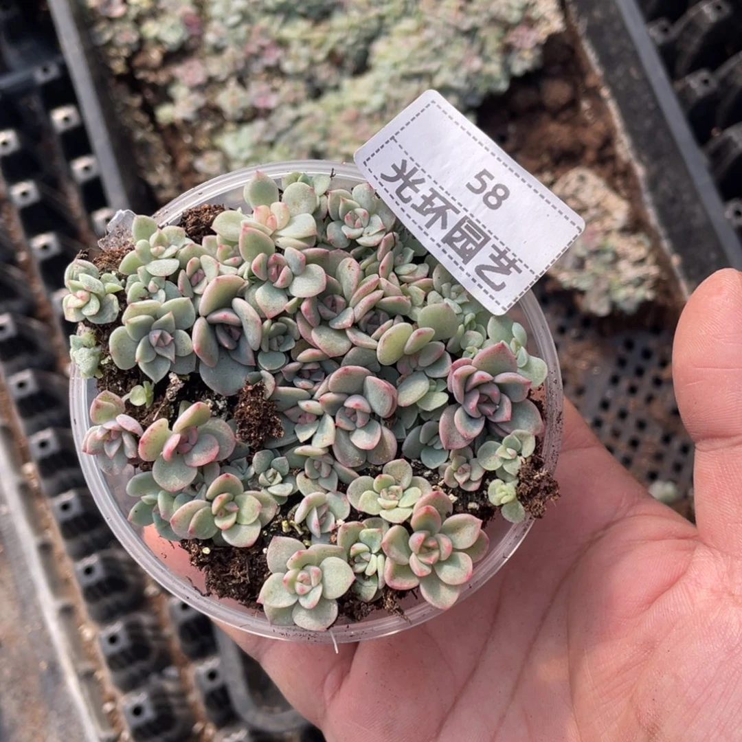 58号甘露寺切糕福利包邮