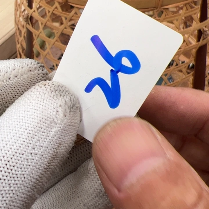 物***非茶宠今天晚上吃什么呢26