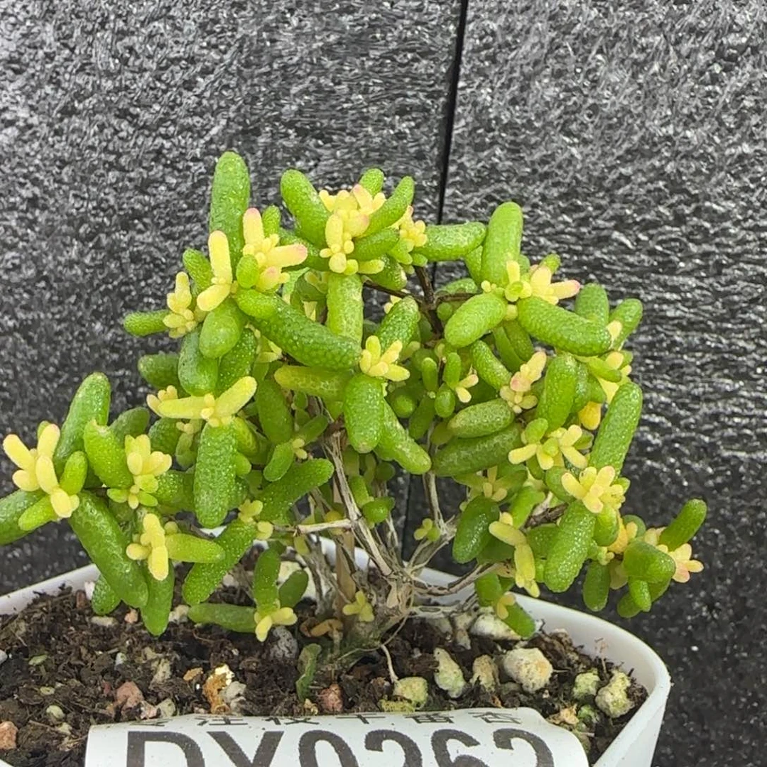 dy0262糖球黄锦飞机猪