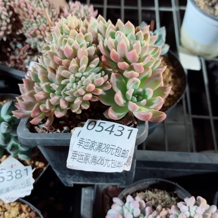 幸运的是我还没遇到你