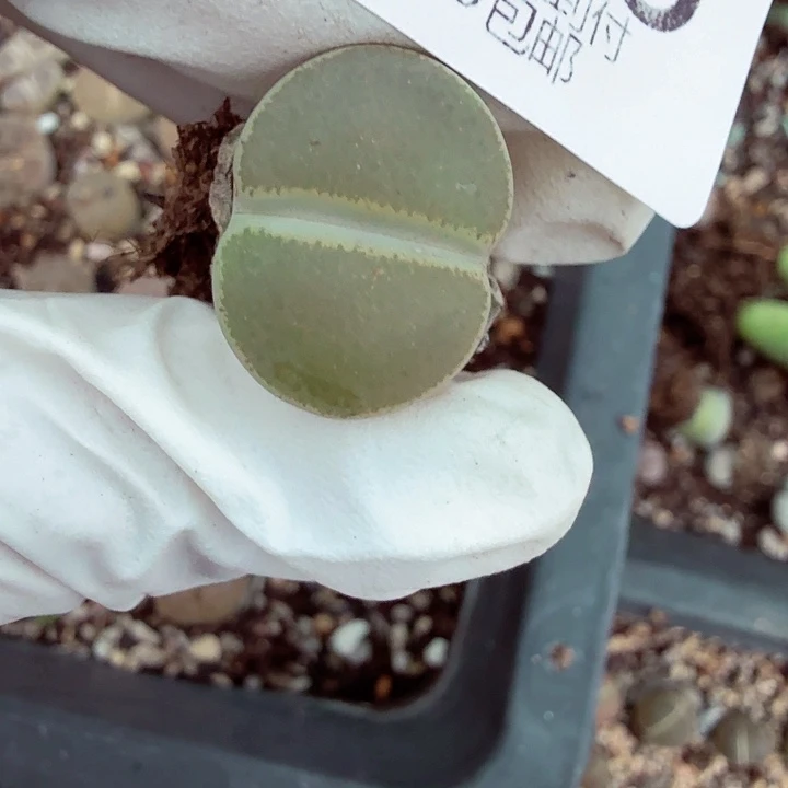 哈哈笑不起来哈哈786你