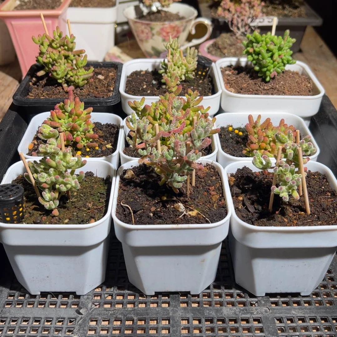 枝干番杏多肉植物978