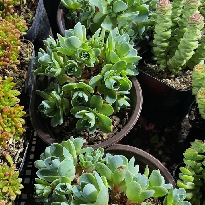 大盆山地玫瑰带盆