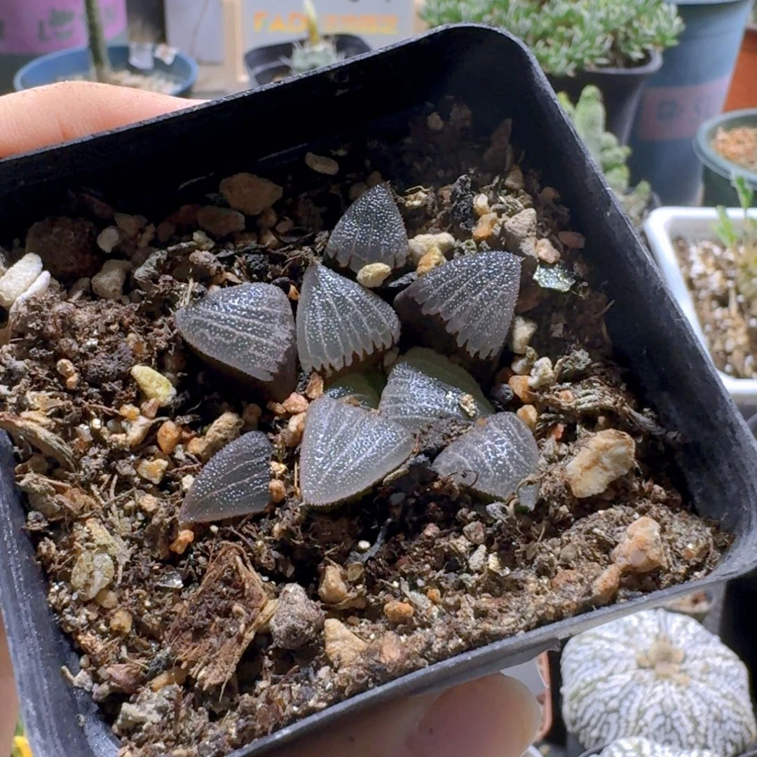 825磨面寿脱土发货