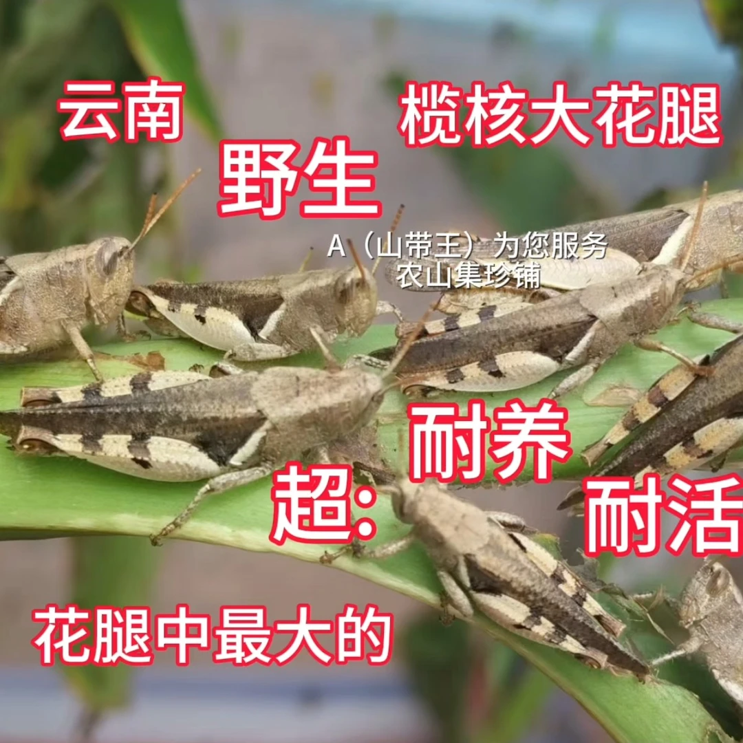 云南野生榄核大花腿蚂蚱蚱蜢超耐养耐活发顺丰包邮丁蜢大花面稻蝗