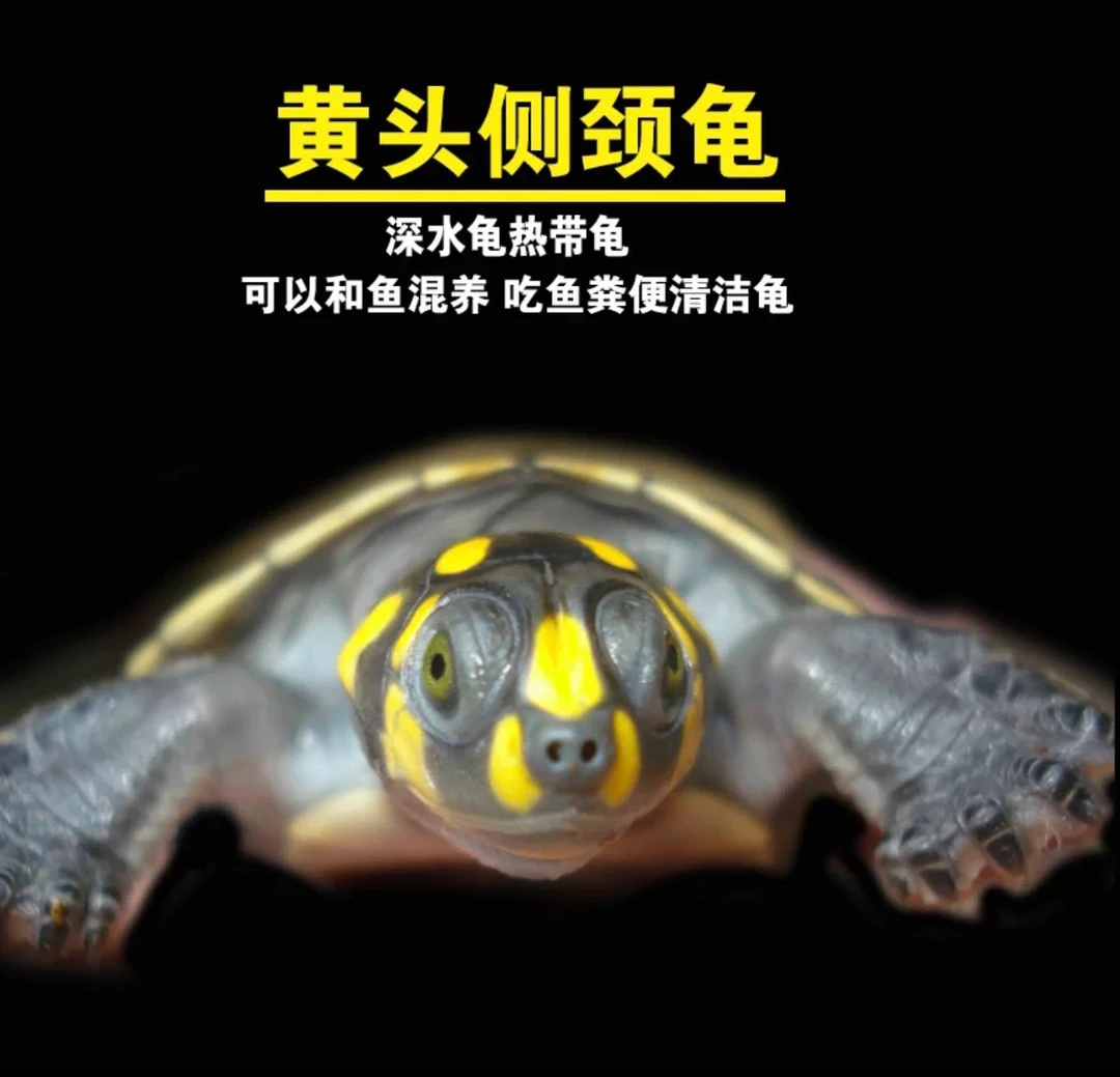 黄头龟热带深水龟忍者神龟网红小乌龟杂食性宠物黄头侧颈龟活体龟