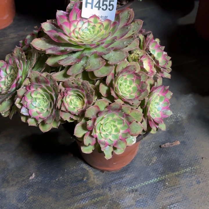 瑞妈，，。。。。455千禧