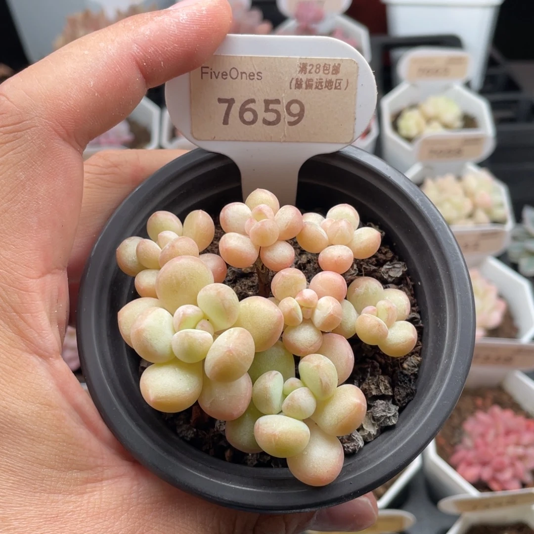 泡泡糖7659-7厘米