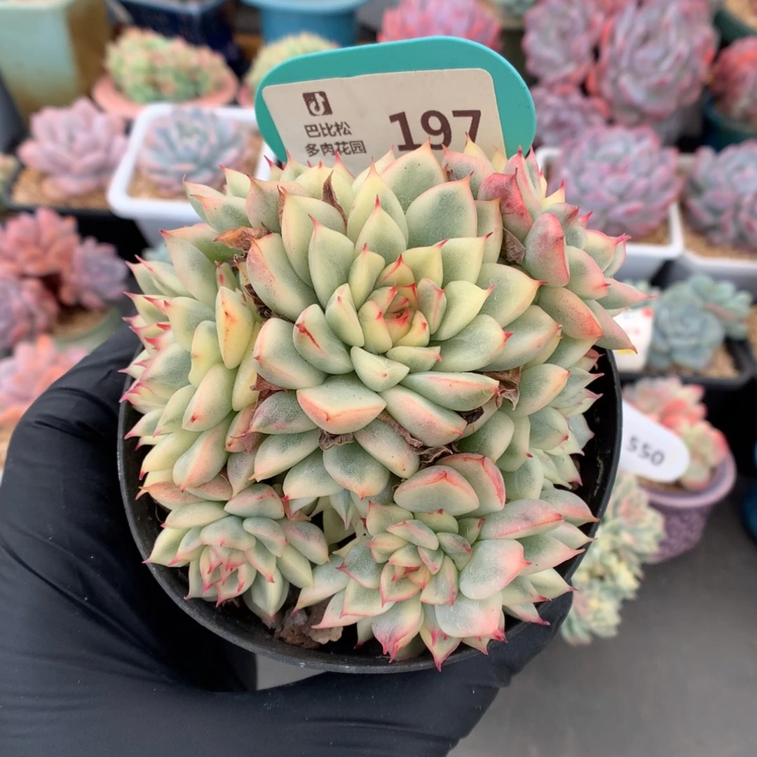 197 女雏锦多肉多肉