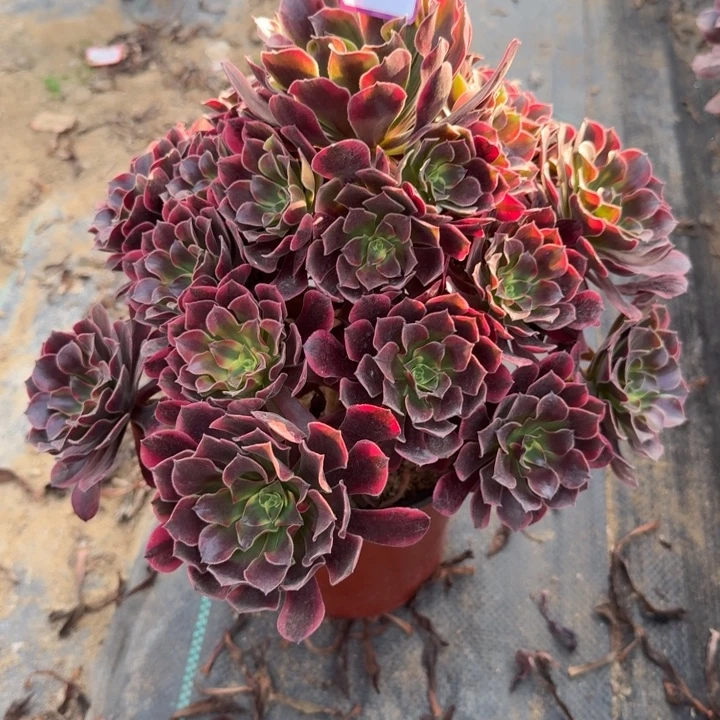 心****凤冠多肉植物绿植33