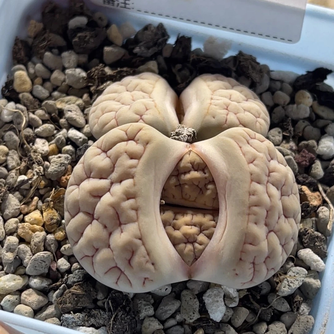 1217双头白凹凸189红纹