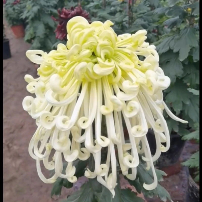 【江融新雪】传统大菊盆栽九月菊 室外庭院阳台新手多年生草本花卉