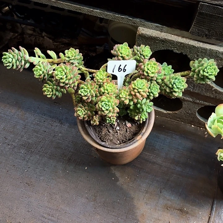 多肉植物，香格里拉166号