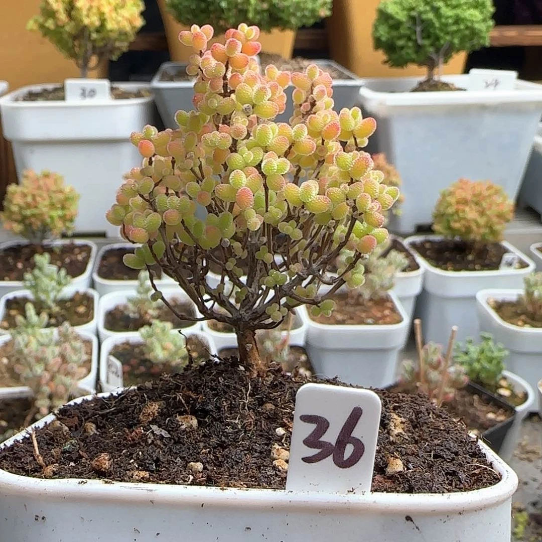 蜜橘糖球枝干番杏