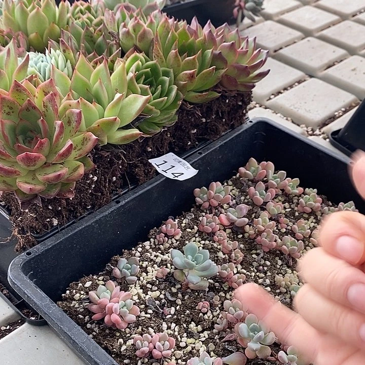 114 多肉植物盆栽花卉