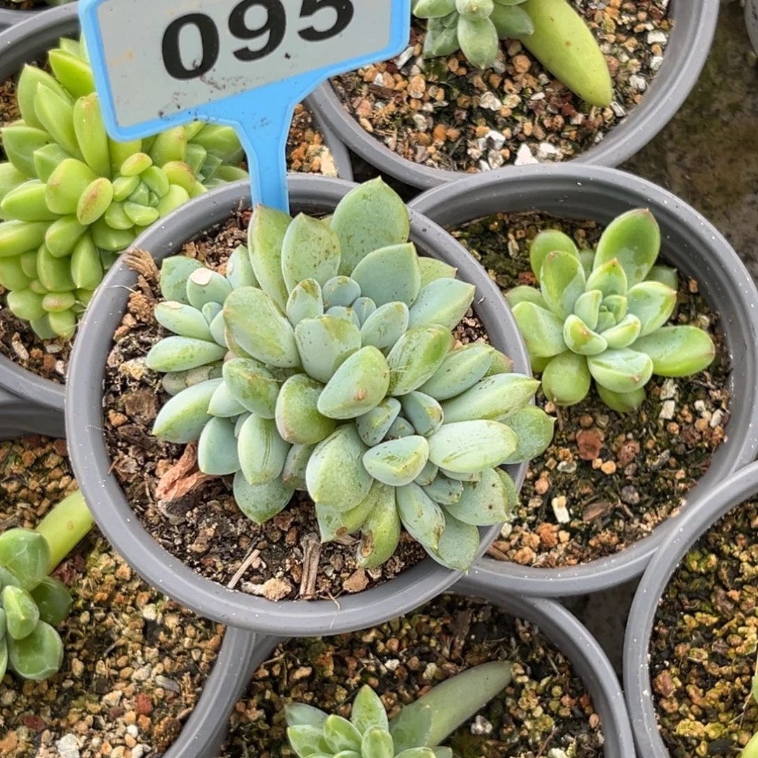 多肉植物奶糖群095