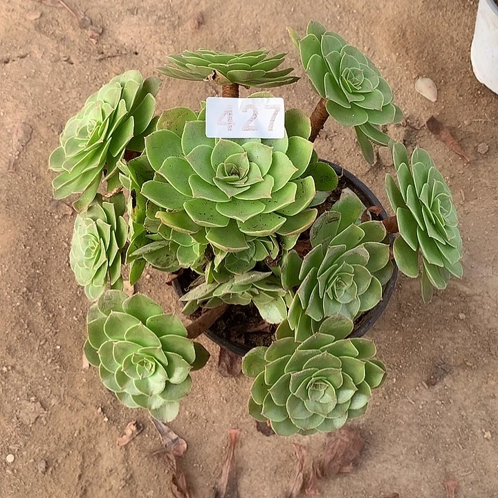 多肉植物万圣节427号