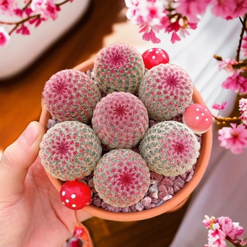 实生小红太阳 优选仙人球 耐旱会开花的家庭仙人球