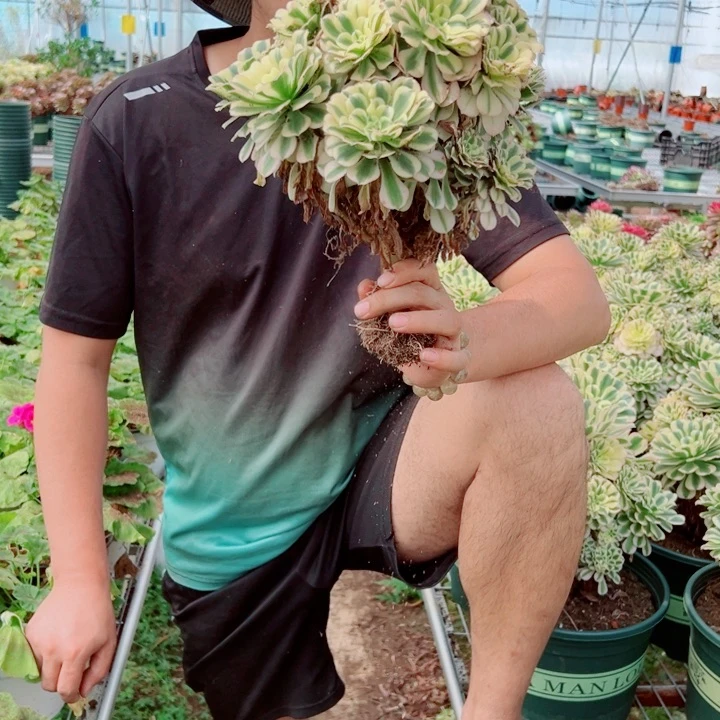 中等迈巴赫多肉法师