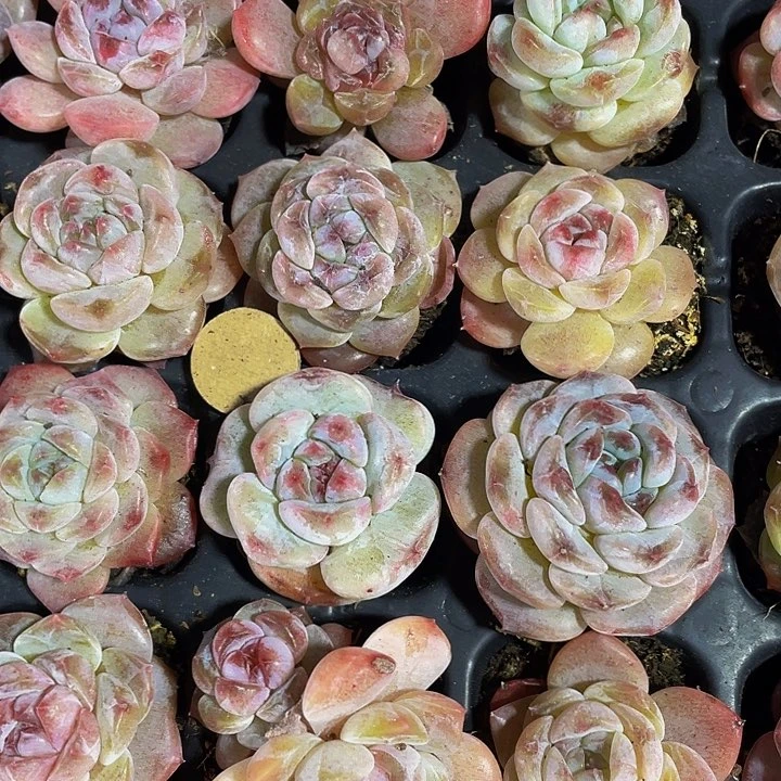 5颗一组小冰魄5颗