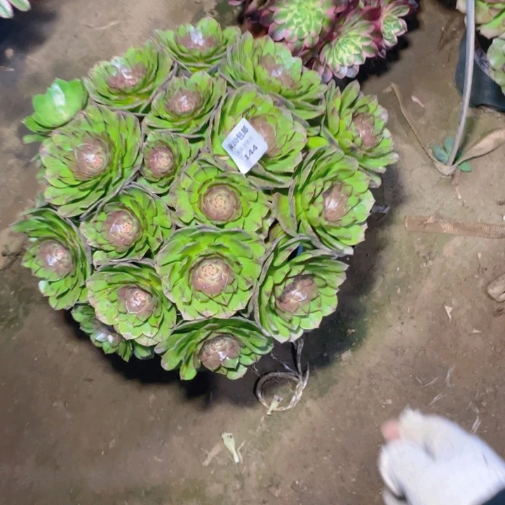 144万拉丝法师多肉断枝不售后