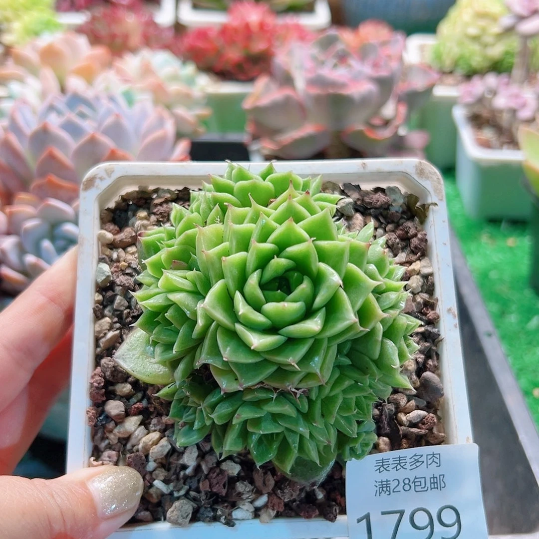 漉***雪多肉一物＿拍植物1799