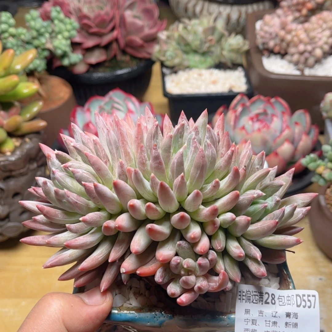 【闪购商品】557炫彩星