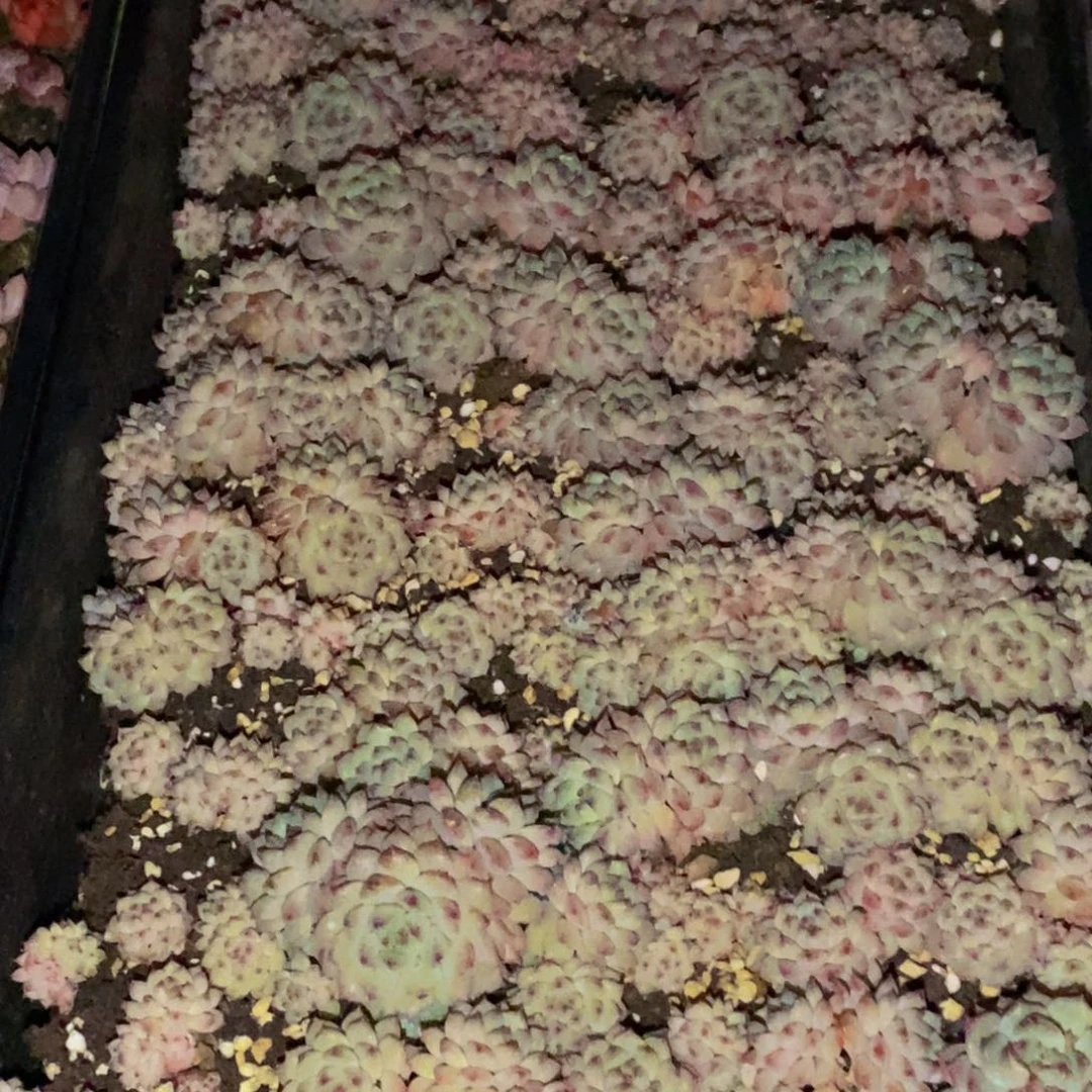 鲜****姐901多肉植物保护研究所所长