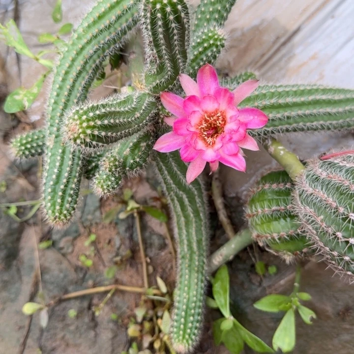 苗接白檀仙人掌侧芽34