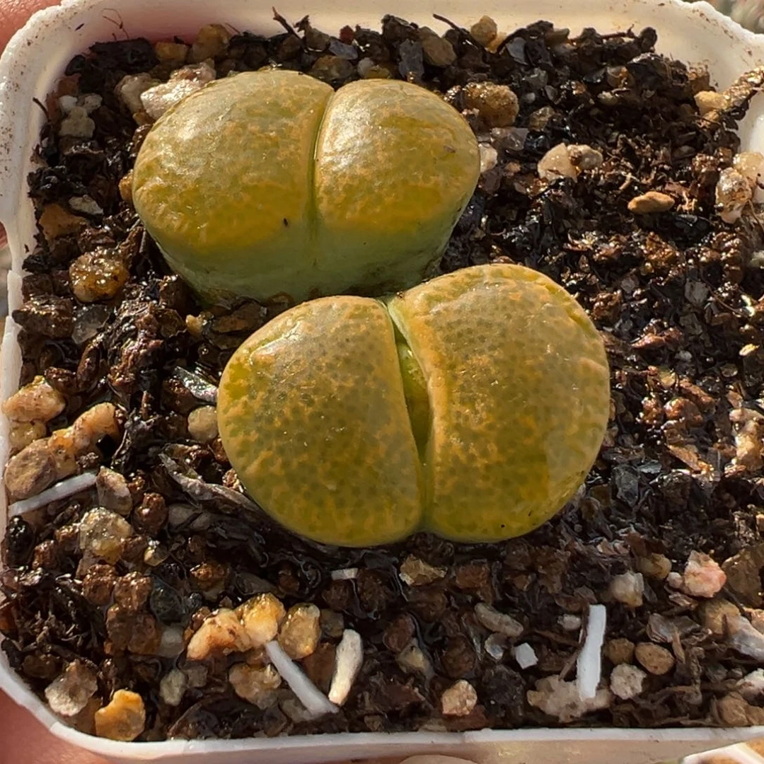 482多肉植物种类多样