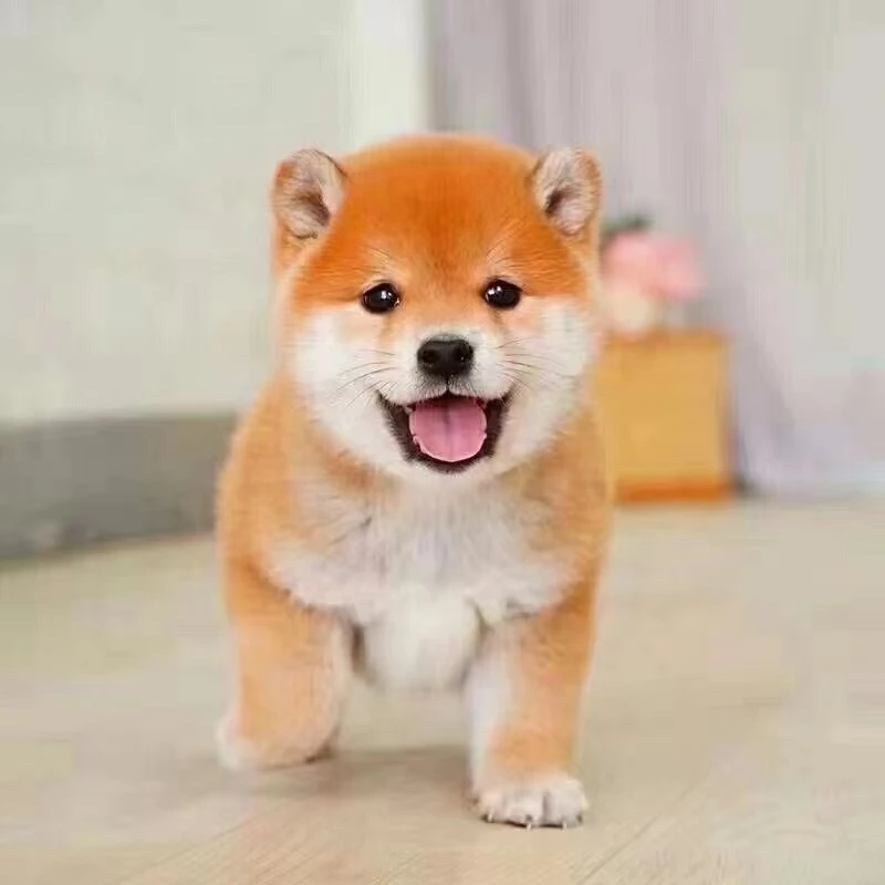 柴犬纯种柴犬幼犬小型赤色黑色白色豆柴活体