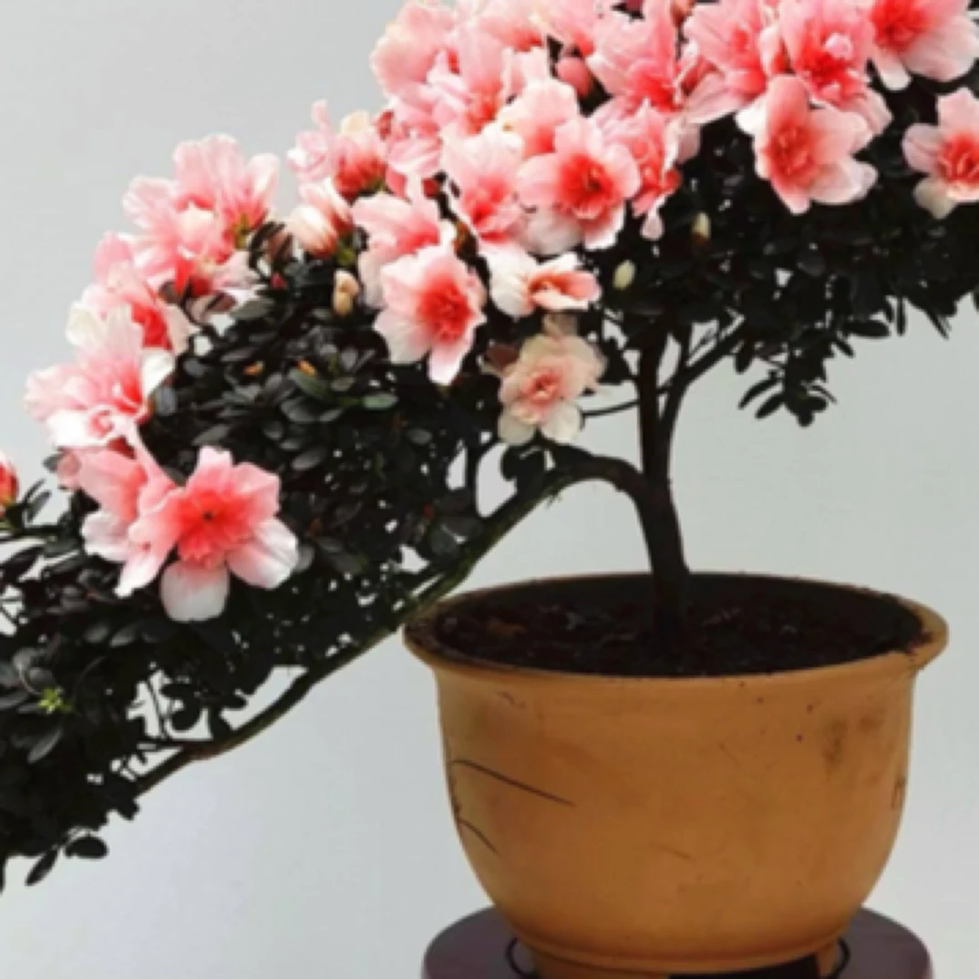 带花苞杜鹃花盆栽四季开花室内花卉绿植好养易活