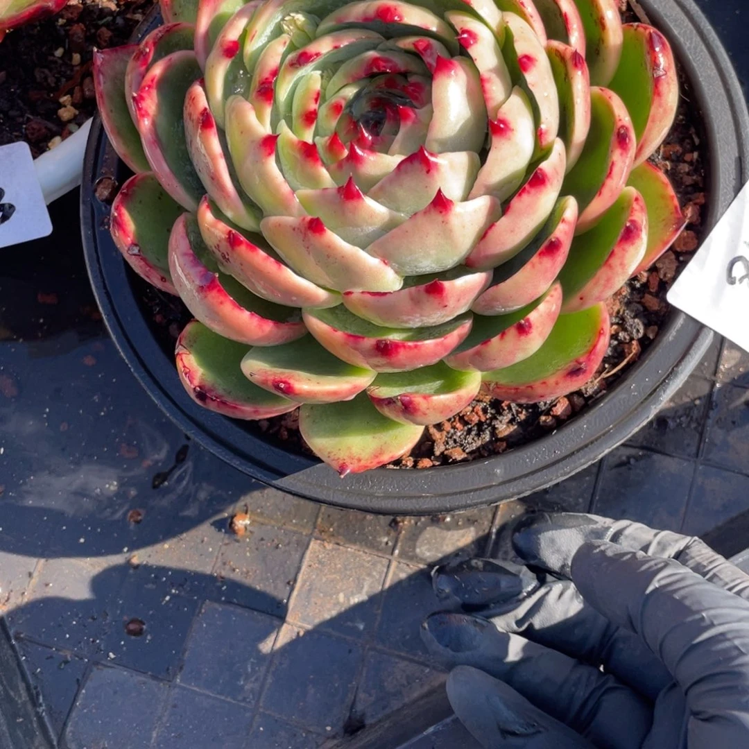 惊鸿仙子瑕疵福利